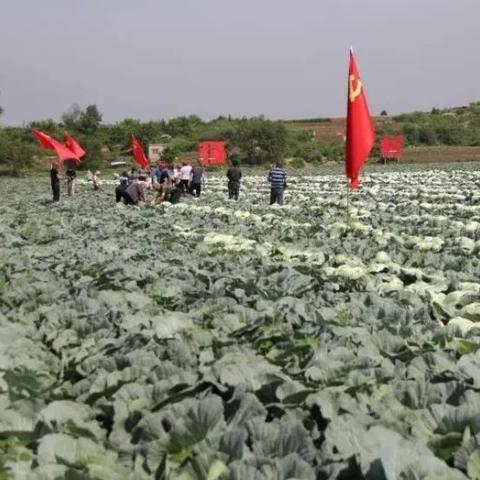 莱阳龙大食品招聘启事，最新岗位空缺