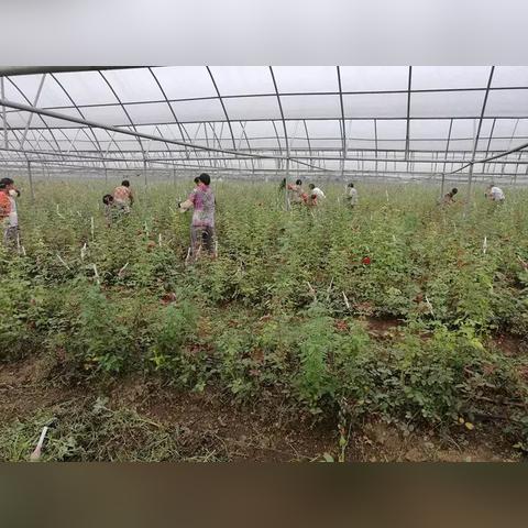 焦作残疾人招聘新机遇，平等机会，携手同行