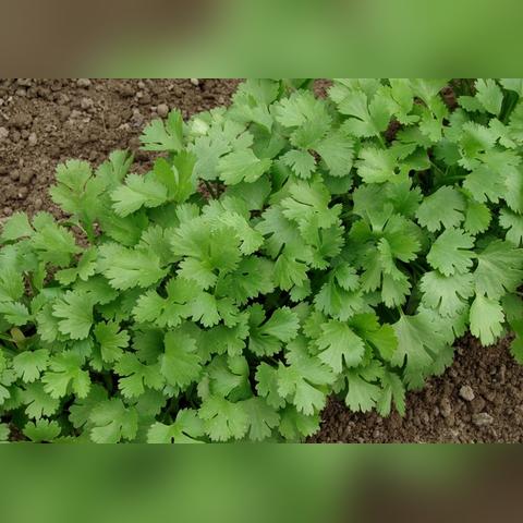 香菜价格行情最新分析