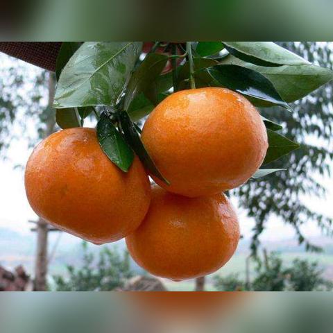 沃柑最新价格行情及分析
