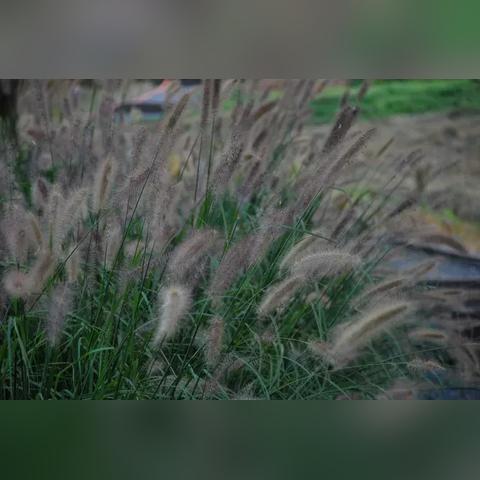 蝌蚪网最新门户，数字世界的探索平台