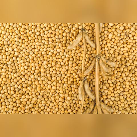 国内大豆价格最新行情分析