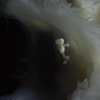 深海水族馆最新版下载指南及攻略