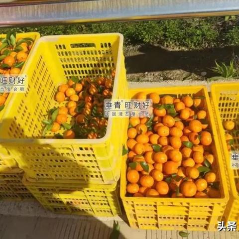柑橘最新市场动态分析