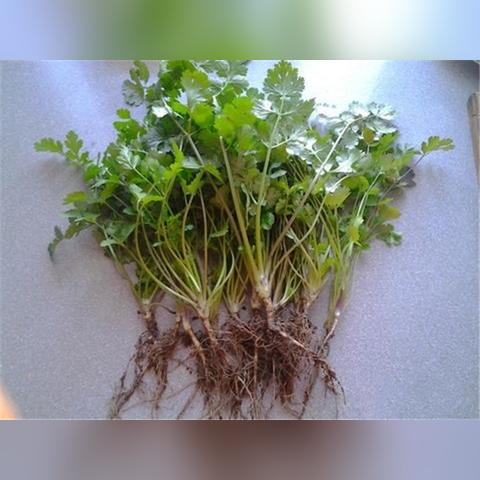 露台菜园新风尚，绿色生活的打造趋势