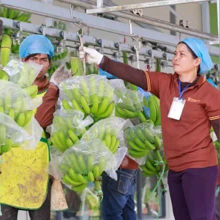 柬埔寨最新动态概览