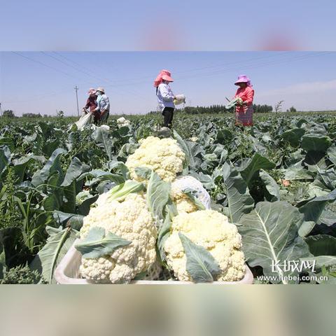邯郸大蒜行情最新分析