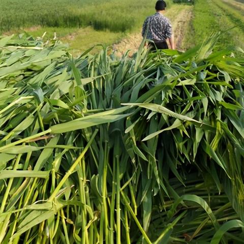 滁州土地拍卖最新情况解析