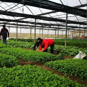 河南蔬菜实时价格概览