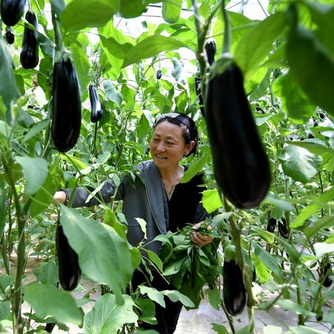 陕西西瓜收购价格最新分析