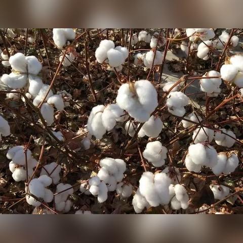 棉籽市场趋势预测
